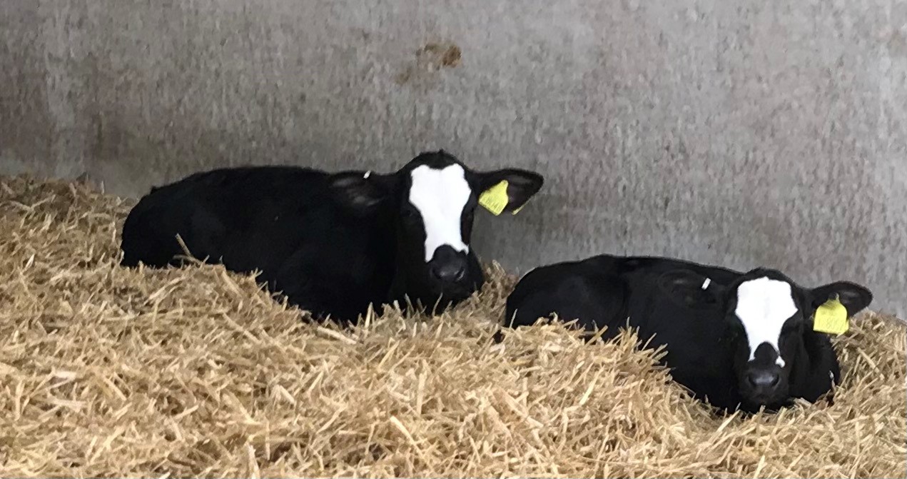 Herban UK evaluate the benefits of their “Oregano Liquid against  Cryptosporidium” in Calves. - Herban